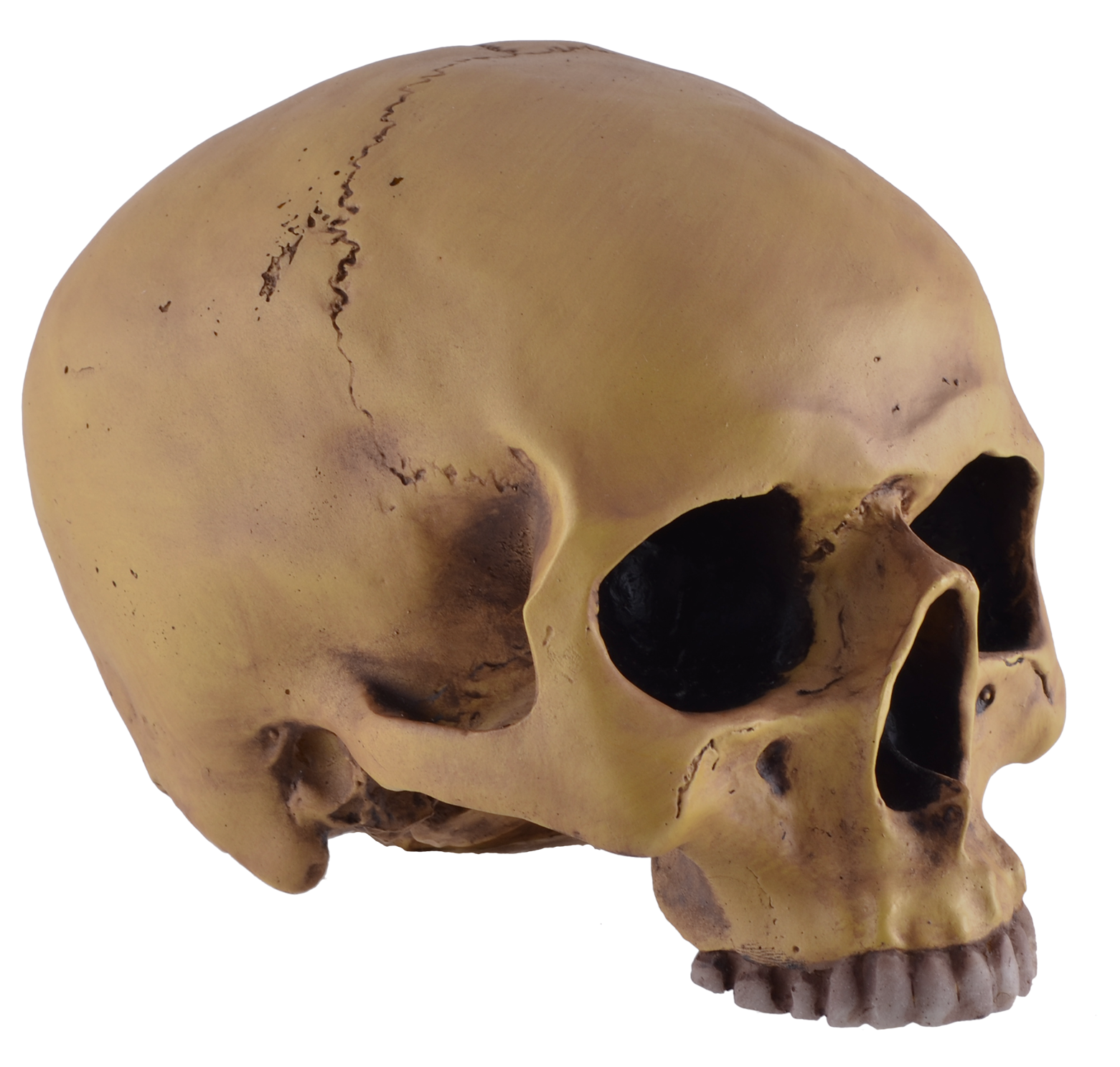 TK Anatomieschädel 766-014 TK Anatomieschädel 766-014