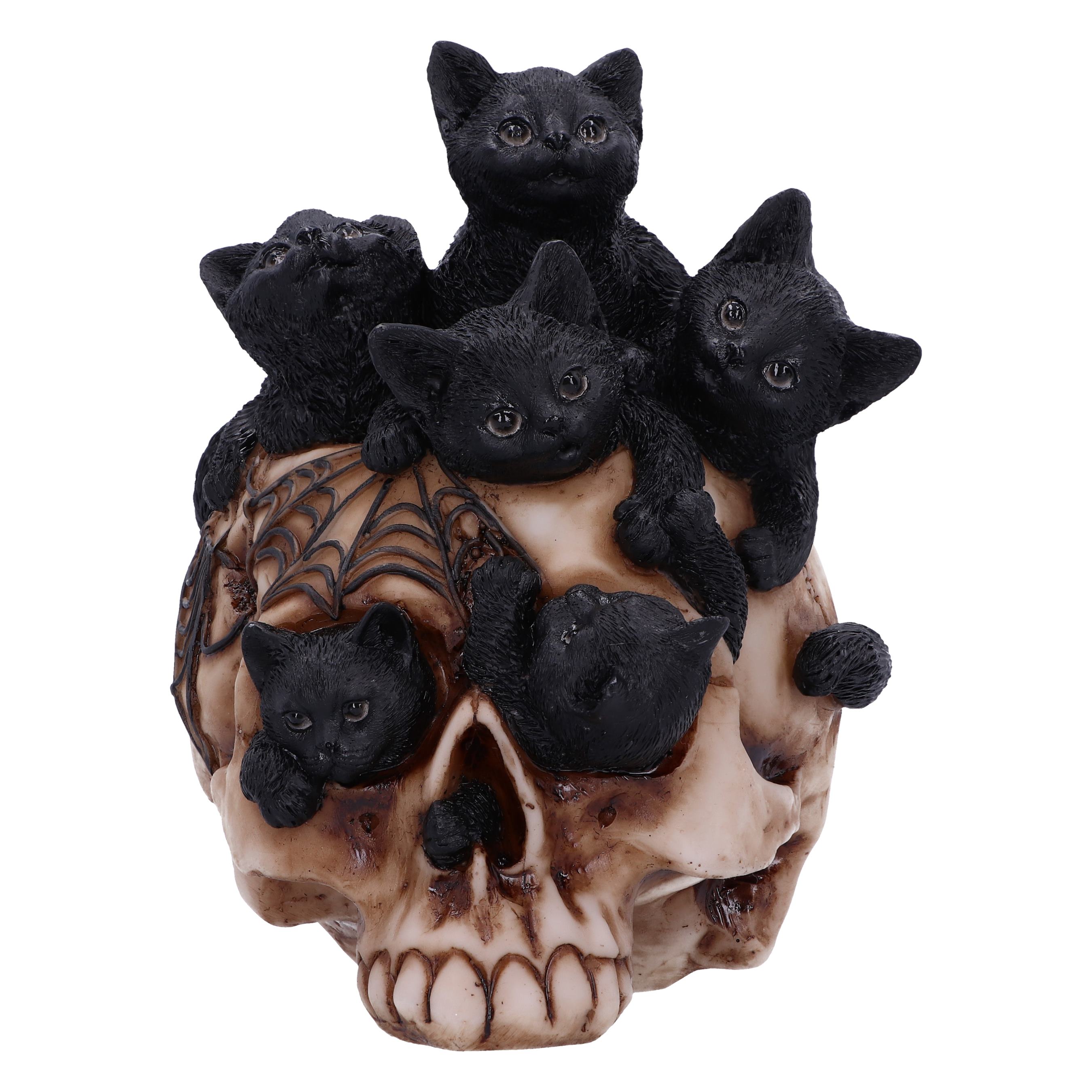 Cranial Litter Skull