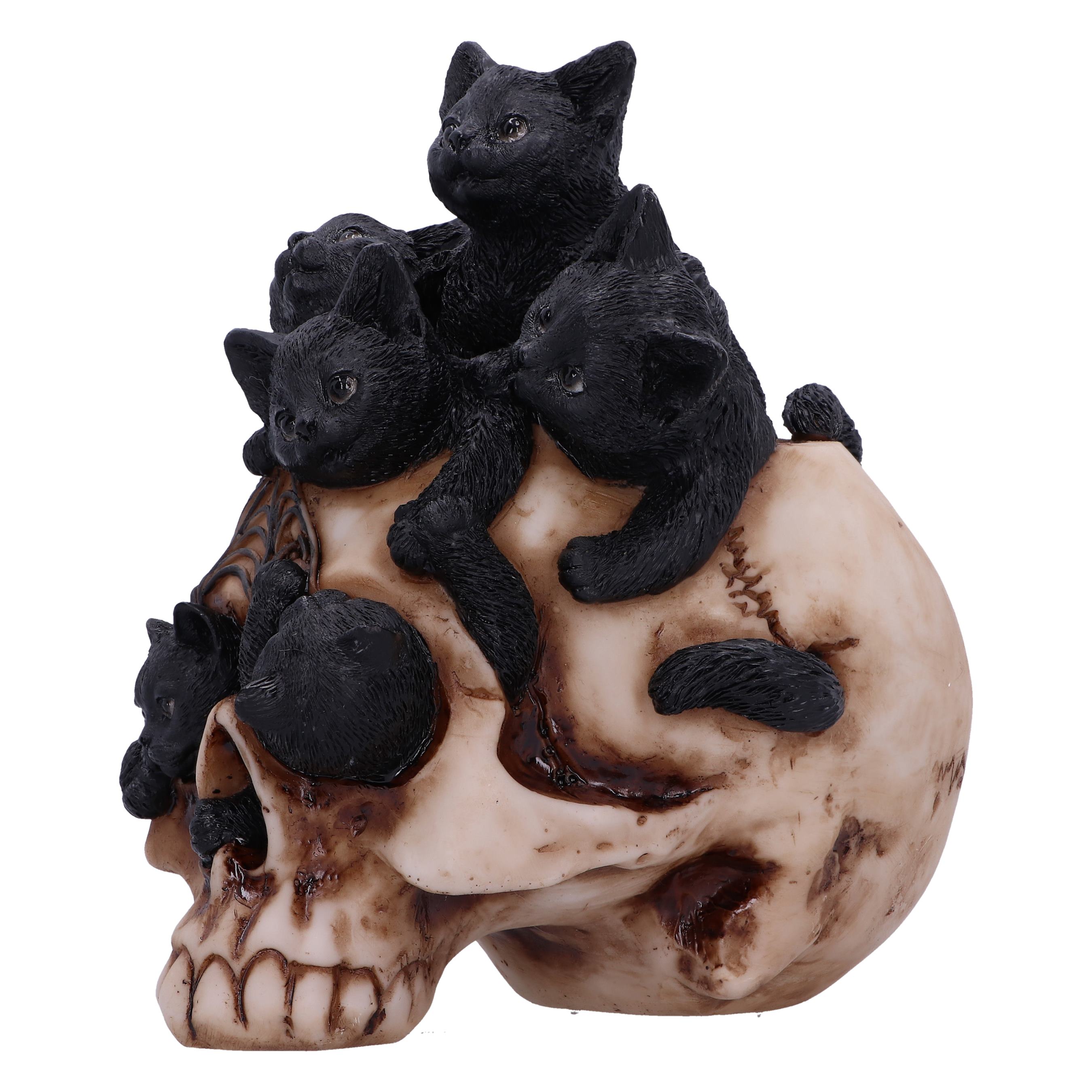 Cranial Litter Skull